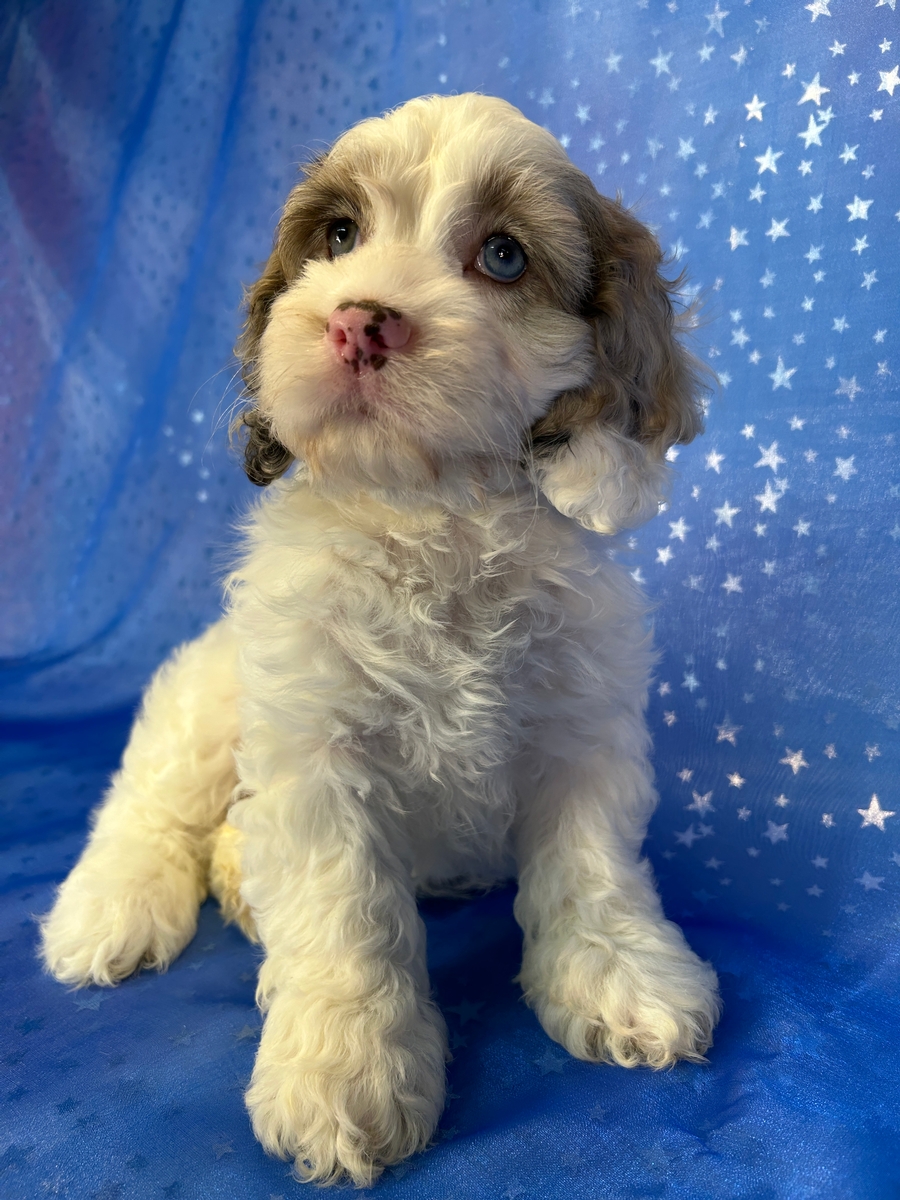 Female Cockapoo Puppy for Sale DOB 4-17-2026 $950